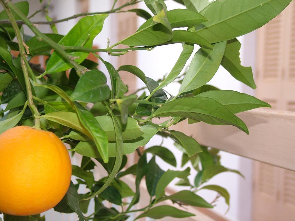 George'S Apartment Agia Marina  部屋 写真